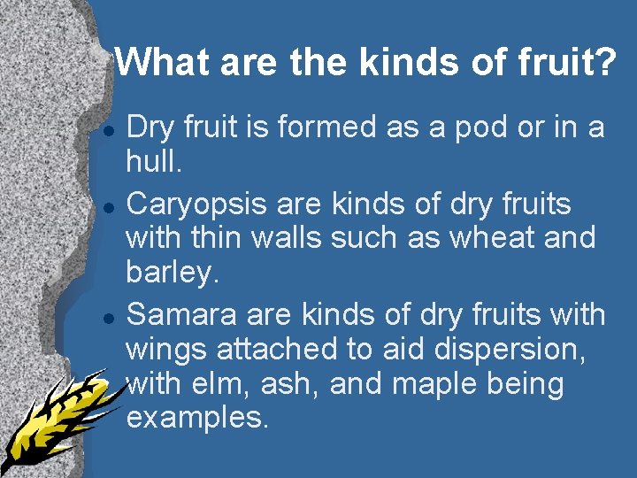 What are the kinds of fruit? l l l Dry fruit is formed as