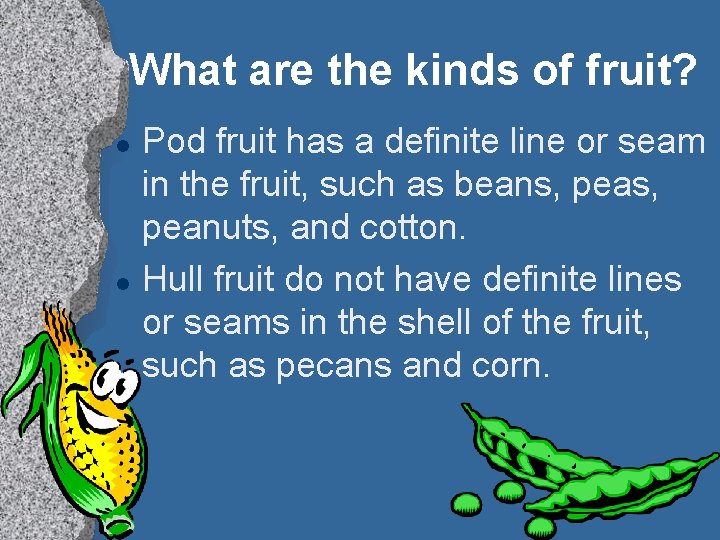 What are the kinds of fruit? l l Pod fruit has a definite line