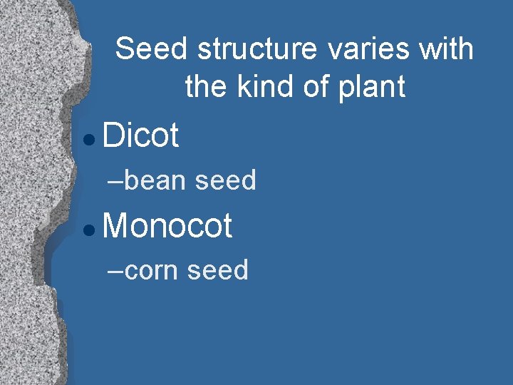 Seed structure varies with the kind of plant l Dicot –bean seed l Monocot