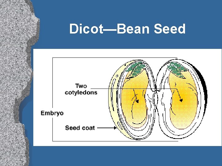 Dicot—Bean Seed 