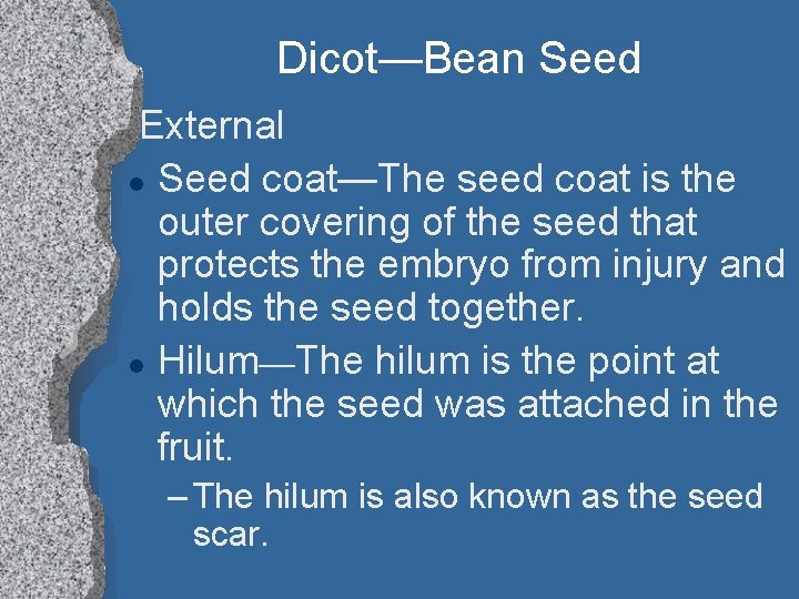 Dicot—Bean Seed External l Seed coat—The seed coat is the outer covering of the