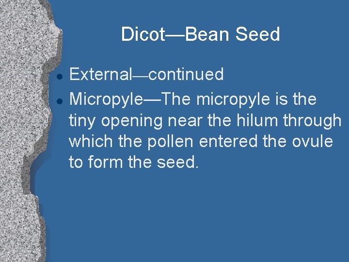 Dicot—Bean Seed l l External—continued Micropyle—The micropyle is the tiny opening near the hilum