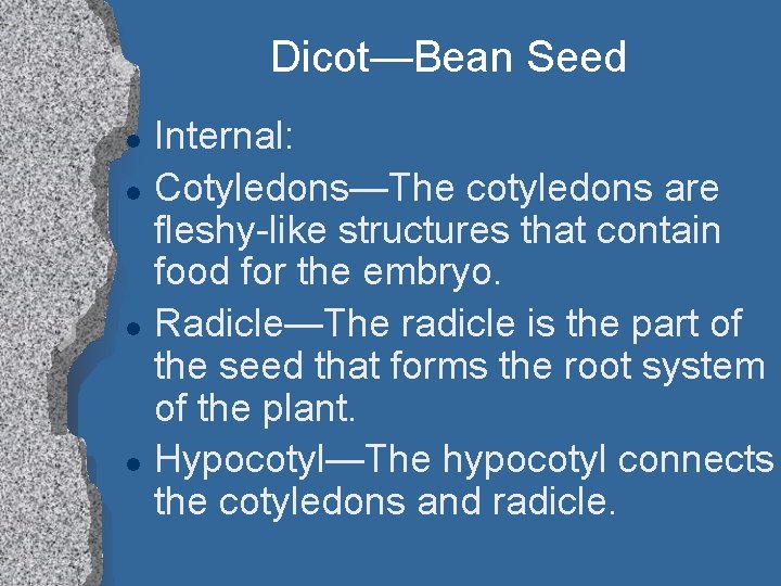 Dicot—Bean Seed l l Internal: Cotyledons—The cotyledons are fleshy-like structures that contain food for