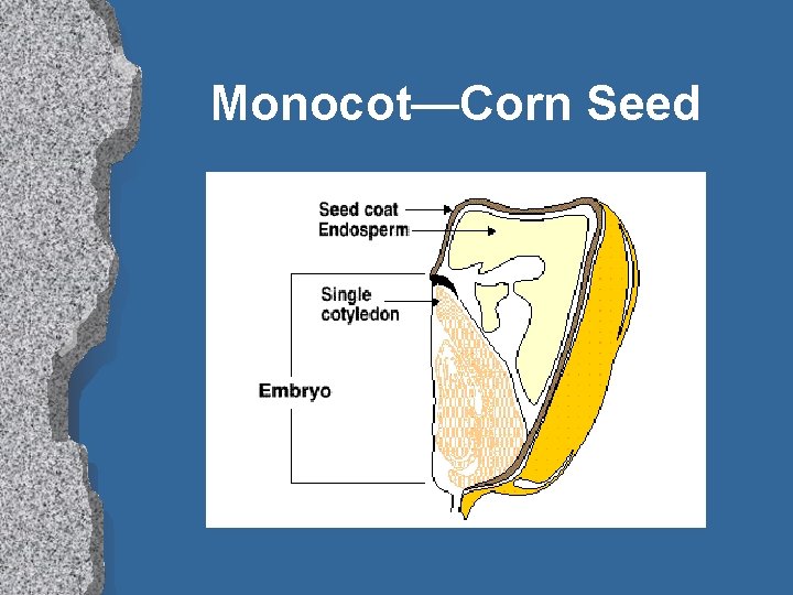Monocot—Corn Seed 