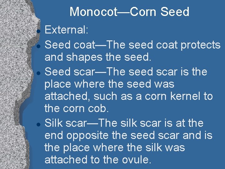 Monocot—Corn Seed l l External: Seed coat—The seed coat protects and shapes the seed.