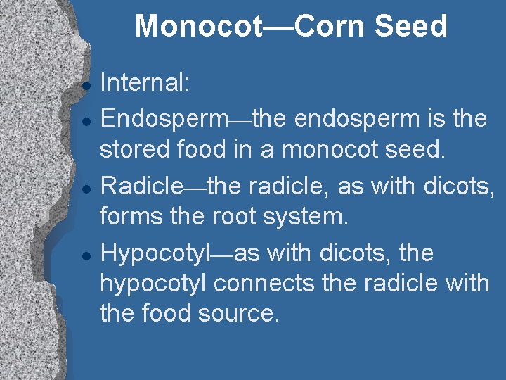 Monocot—Corn Seed l l Internal: Endosperm—the endosperm is the stored food in a monocot