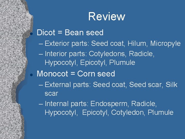 Review l Dicot = Bean seed – Exterior parts: Seed coat, Hilum, Micropyle –