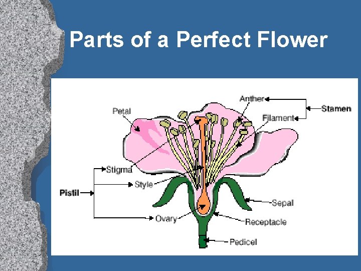Parts of a Perfect Flower 