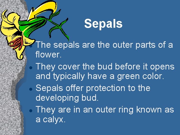 Sepals l l The sepals are the outer parts of a flower. They cover