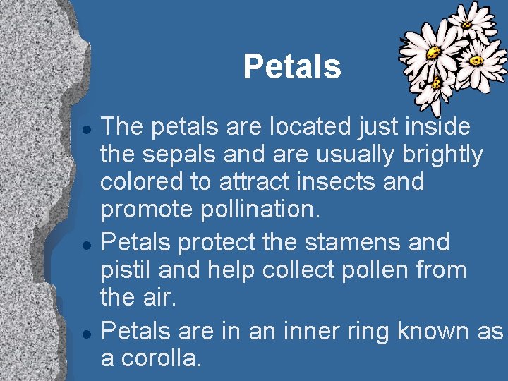 Petals l l l The petals are located just inside the sepals and are