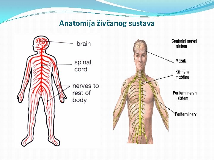 Anatomija živčanog sustava 