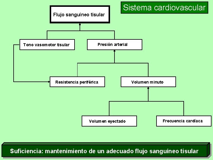 Flujo sanguíneo tisular Tono vasomotor tisular Sistema cardiovascular Presión arterial Resistencia periférica Volumen eyectado