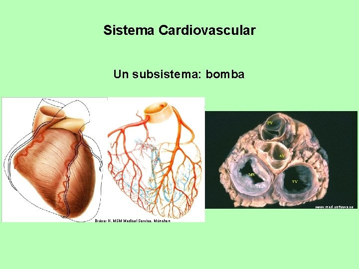 Sistema Cardiovascular Un subsistema: bomba www. med. uottawa. ca Bräuer H. MSM Medical Service.