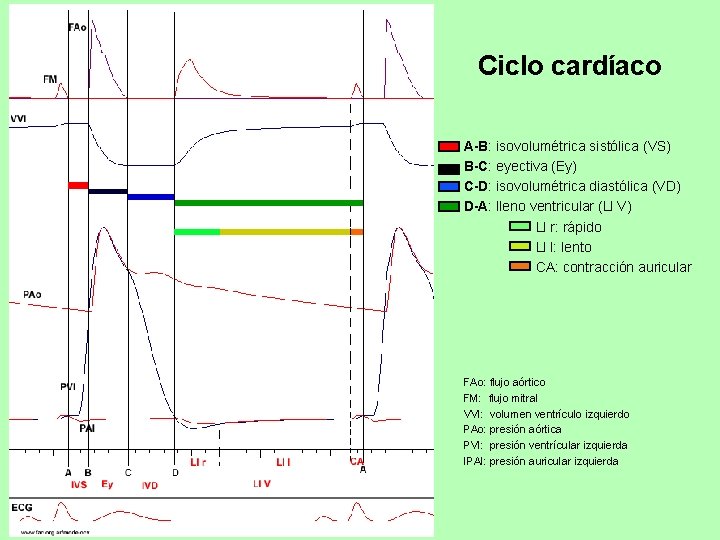 Ciclo cardíaco A-B: isovolumétrica sistólica (VS) B-C: eyectiva (Ey) C-D: isovolumétrica diastólica (VD) D-A: