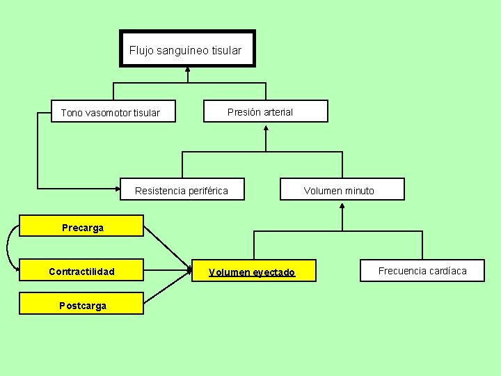 Flujo sanguíneo tisular Tono vasomotor tisular Presión arterial Resistencia periférica Volumen minuto Precarga Contractilidad