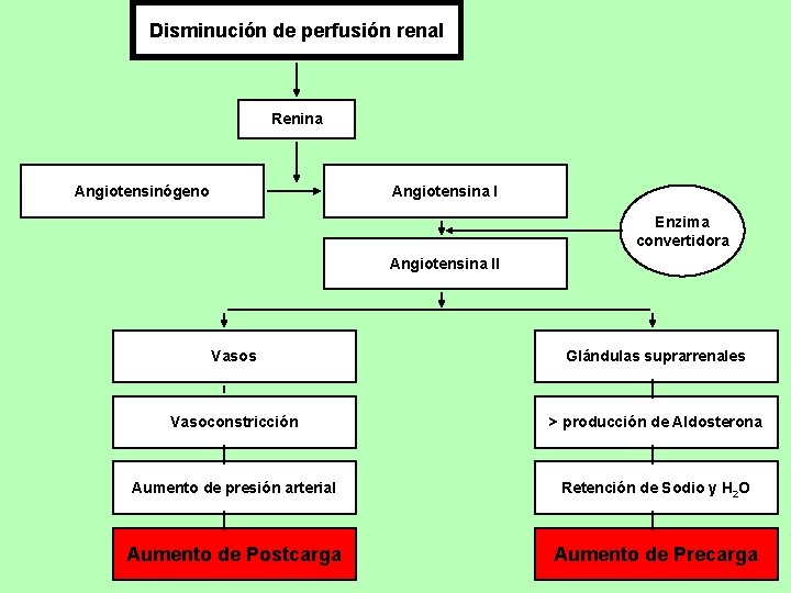 Disminución de perfusión renal Renina Angiotensinógeno Angiotensina I Enzima convertidora Angiotensina II Vasos Glándulas