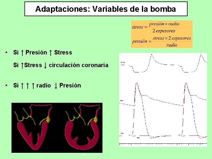 Adaptaciones: Variables de la bomba • Si ↑ Presión ↑ Stress Si ↑Stress ↓