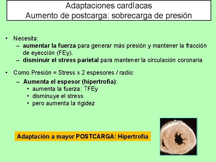 Adaptaciones cardíacas Aumento de postcarga: sobrecarga de presión • Necesita: – aumentar la fuerza