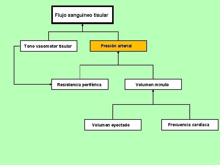 Flujo sanguíneo tisular Tono vasomotor tisular Presión arterial Resistencia periférica Volumen eyectado Volumen minuto