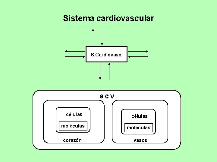 Sistema cardiovascular S. Cardiovasc. SCV células moléculas corazón vasos 