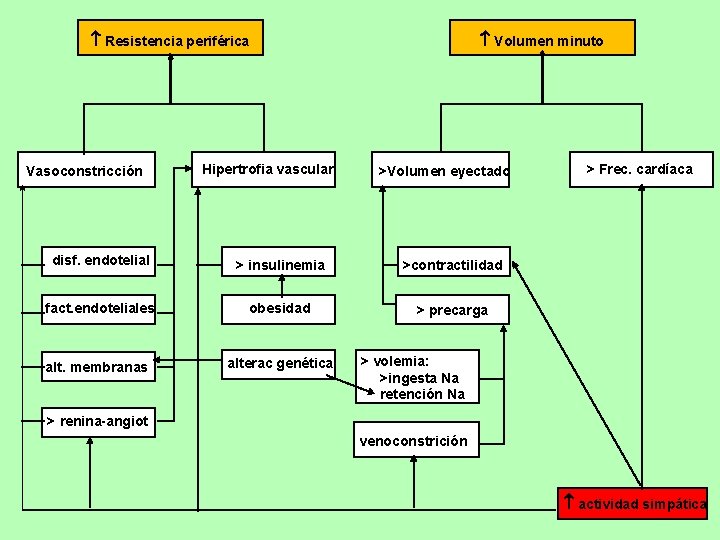  Resistencia periférica Vasoconstricción Hipertrofia vascular Volumen minuto >Volumen eyectado disf. endotelial > insulinemia