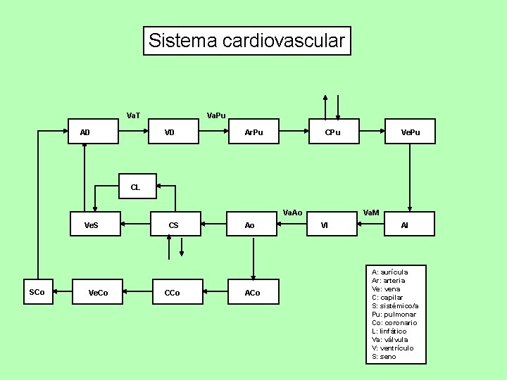 Sistema cardiovascular Va. T AD Va. Pu VD CPu Ar. Pu Ve. Pu CL
