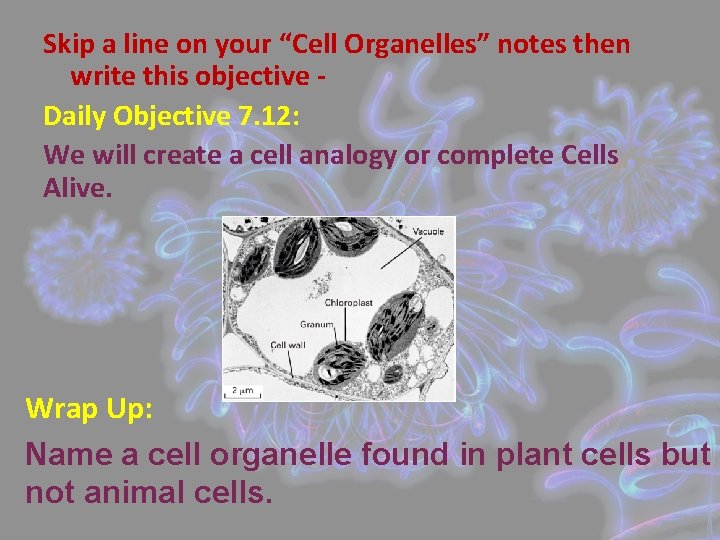 Skip a line on your “Cell Organelles” notes then write this objective Daily Objective