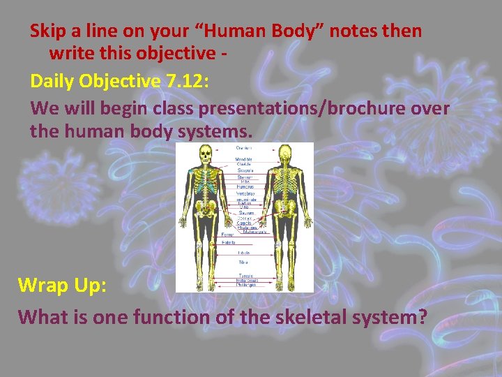 Skip a line on your “Human Body” notes then write this objective Daily Objective