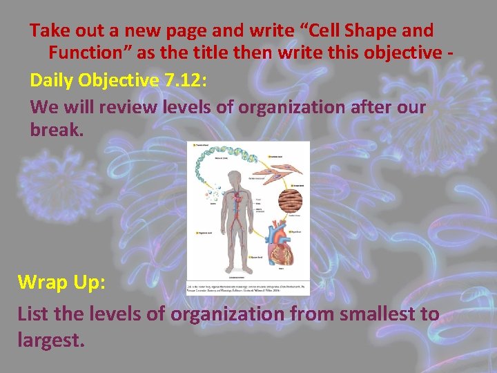 Take out a new page and write “Cell Shape and Function” as the title