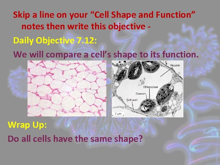 Skip a line on your “Cell Shape and Function” notes then write this objective