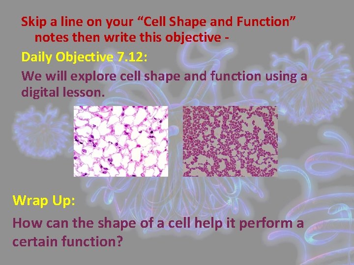 Skip a line on your “Cell Shape and Function” notes then write this objective