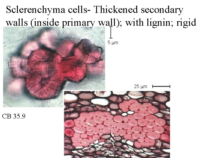 Sclerenchyma cells- Thickened secondary walls (inside primary wall); with lignin; rigid 5 m 25