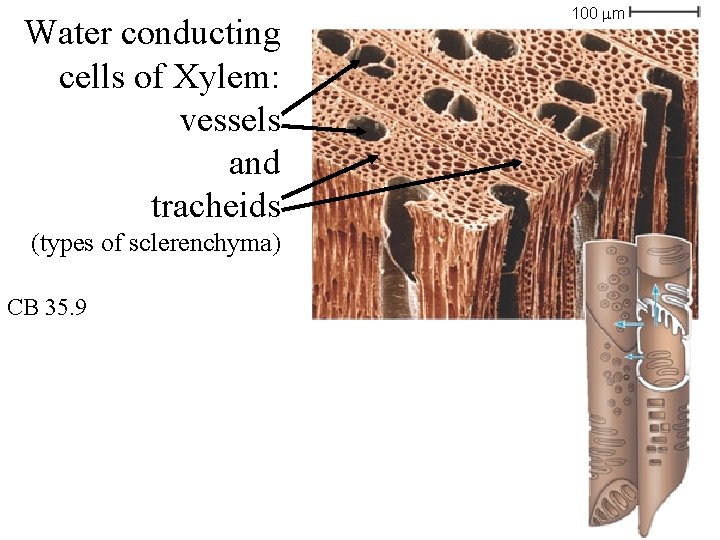 Water conducting cells of Xylem: vessels and tracheids (types of sclerenchyma) CB 35. 9