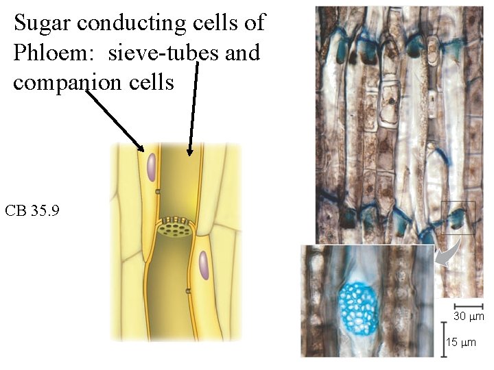 Sugar conducting cells of Phloem: sieve-tubes and companion cells CB 35. 9 30 m