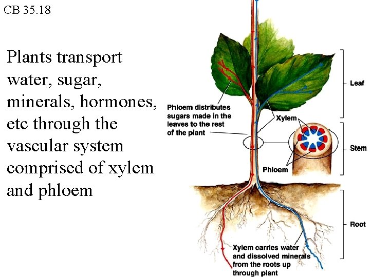 CB 35. 18 Plants transport water, sugar, minerals, hormones, etc through the vascular system