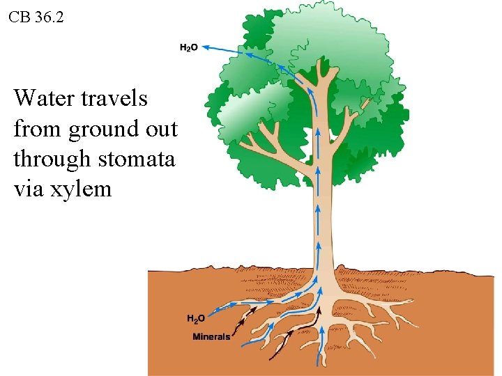 CB 36. 2 Water travels from ground out through stomata via xylem 