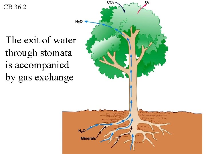 CB 36. 2 The exit of water through stomata is accompanied by gas exchange