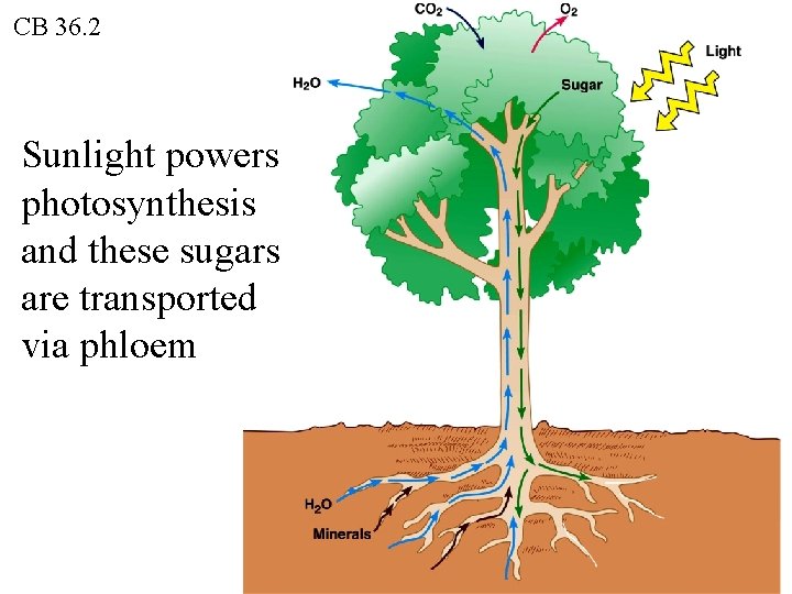 CB 36. 2 Sunlight powers photosynthesis and these sugars are transported via phloem 