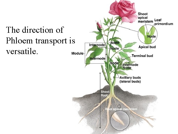 The direction of Phloem transport is versatile. 