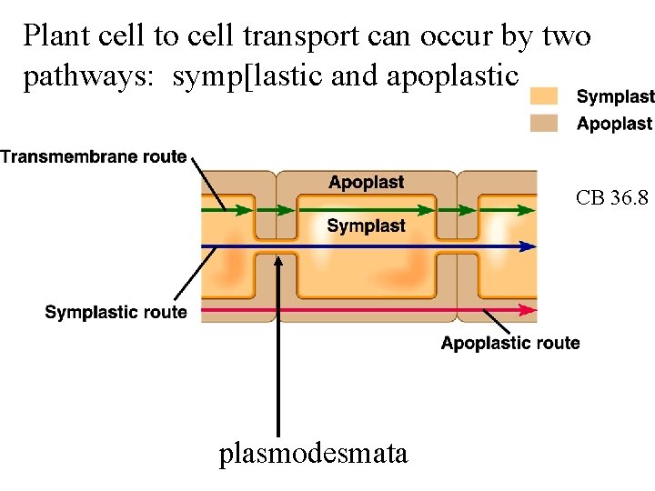 Plant cell to cell transport can occur by two pathways: symp[lastic and apoplastic CB