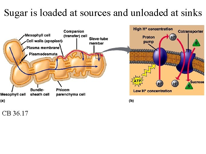 Sugar is loaded at sources and unloaded at sinks CB 36. 17 