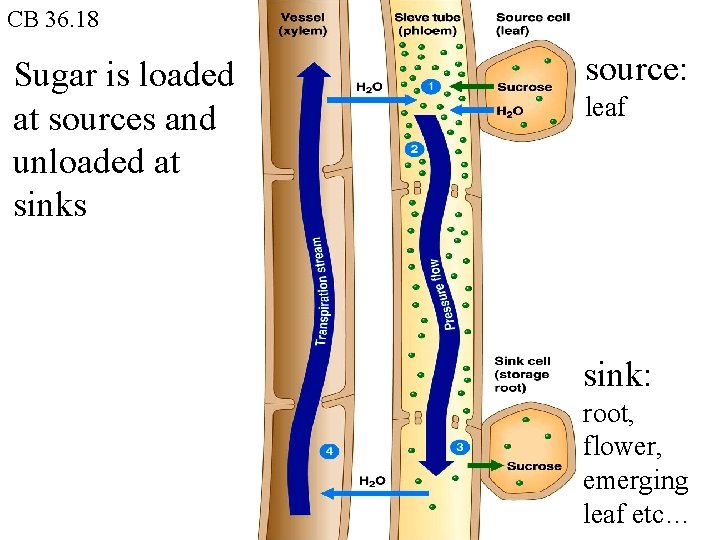 CB 36. 18 Sugar is loaded at sources and unloaded at sinks source: leaf