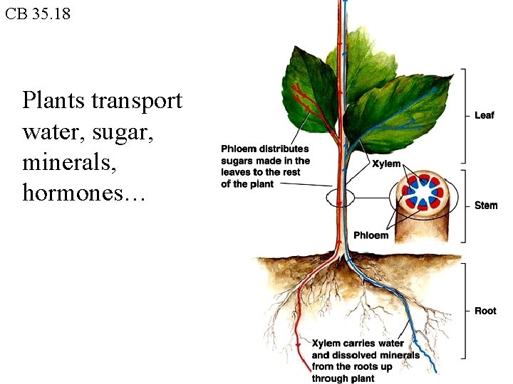CB 35. 18 Plants transport water, sugar, minerals, hormones… 