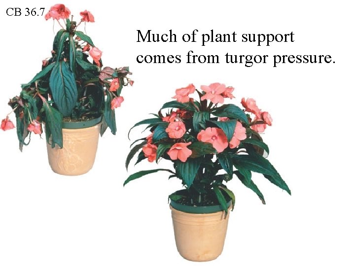 CB 36. 7 Much of plant support comes from turgor pressure. 
