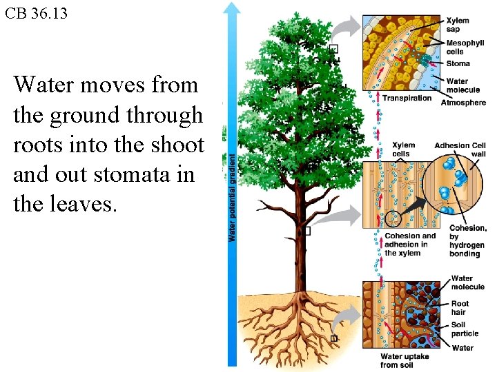 CB 36. 13 Water moves from the ground through roots into the shoot and