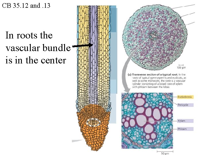 CB 35. 12 and. 13 In roots the vascular bundle is in the center