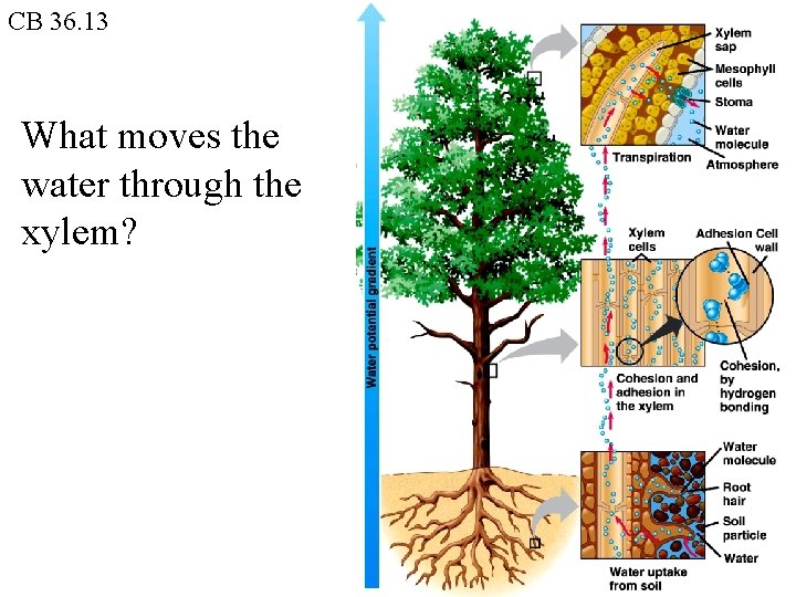 CB 36. 13 What moves the water through the xylem? 