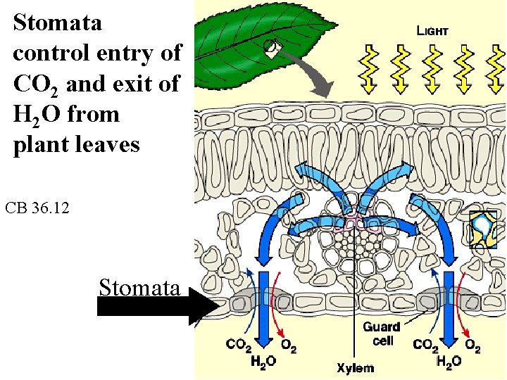 Stomata control entry of CO 2 and exit of H 2 O from plant
