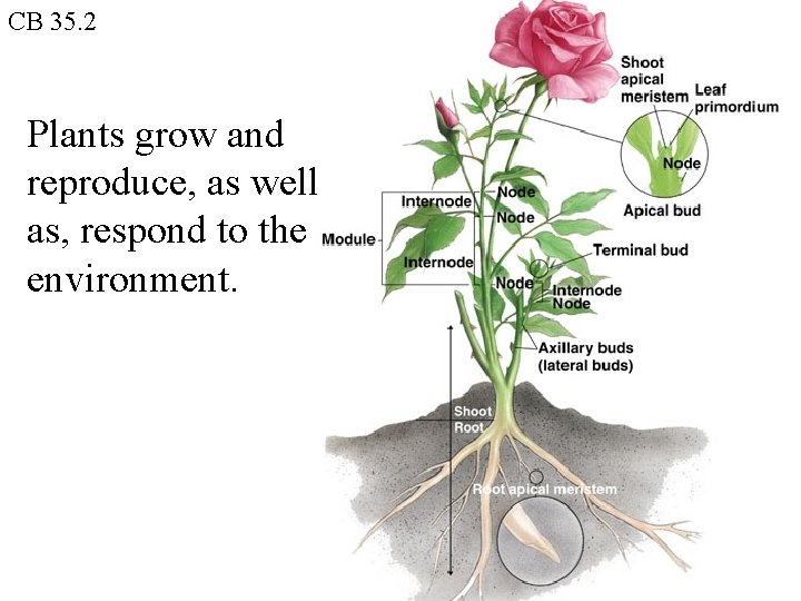 CB 35. 2 Plants grow and reproduce, as well as, respond to the environment.