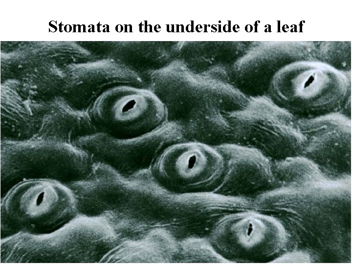 Stomata on the underside of a leaf 